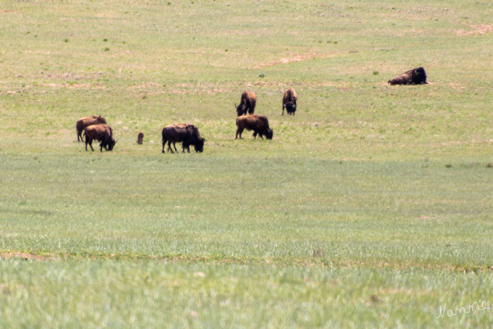 Herde Bisons
Utah
Beim rausfahren aus dem Zion NP
Schlüsselwörter: 2025