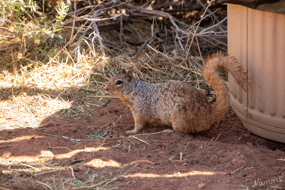 Der Felsenziesel (Felsenhörnchen) Pipe Spring NM
ist die größte Art der Gattung Otospermophilus und die größte der echten Erdhörnchen in seinem Verbreitungsgebiet. Er erreicht eine Körperlänge von 430 bis 540 Millimetern und wiegt zwischen 600 und 850 Gramm; die Männchen sind etwas größer als die Weibchen. Er lebt in Nordamerika im Südwesten der Vereinigten Staaten sowie im nördlichen und zentralen Mexiko. (wikipedia.org)
Schlüsselwörter: 2025