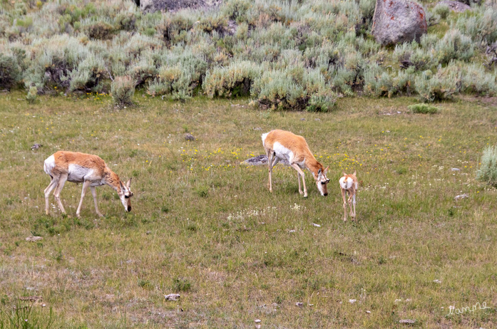 Yellowstone NP
Völlig relax am Straßenrand
Schlüsselwörter: 2025