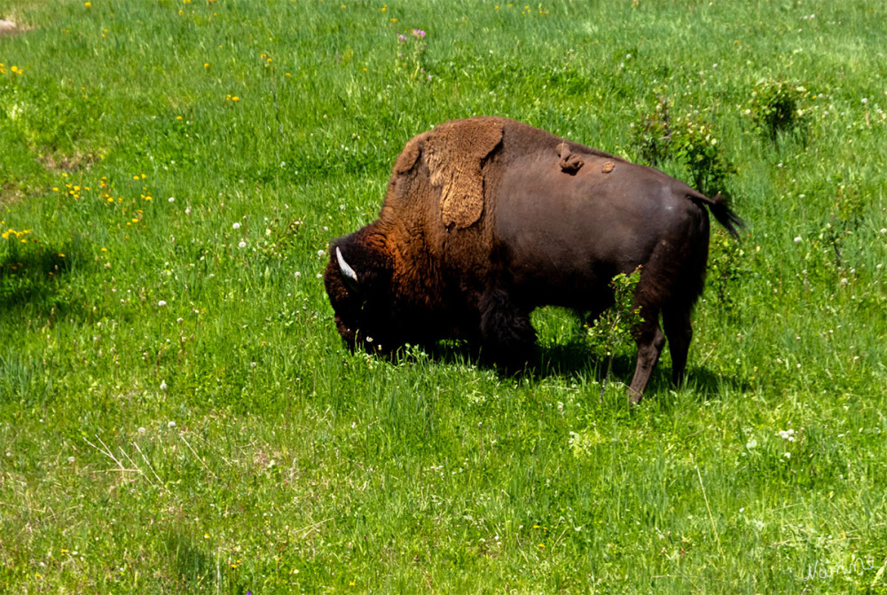 Yellowstone NP
Noch mehr Bisons
Schlüsselwörter: 2025