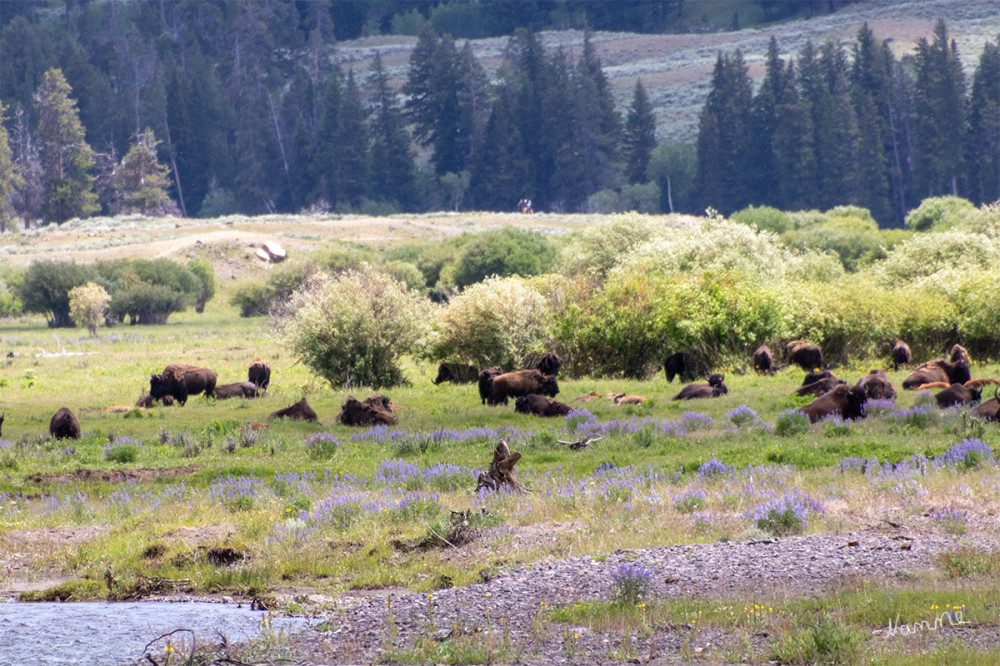 Yellowstone NP
Wir haben sehr viele entspannte Bisons zu sehen bekommen 
Schlüsselwörter: 2025