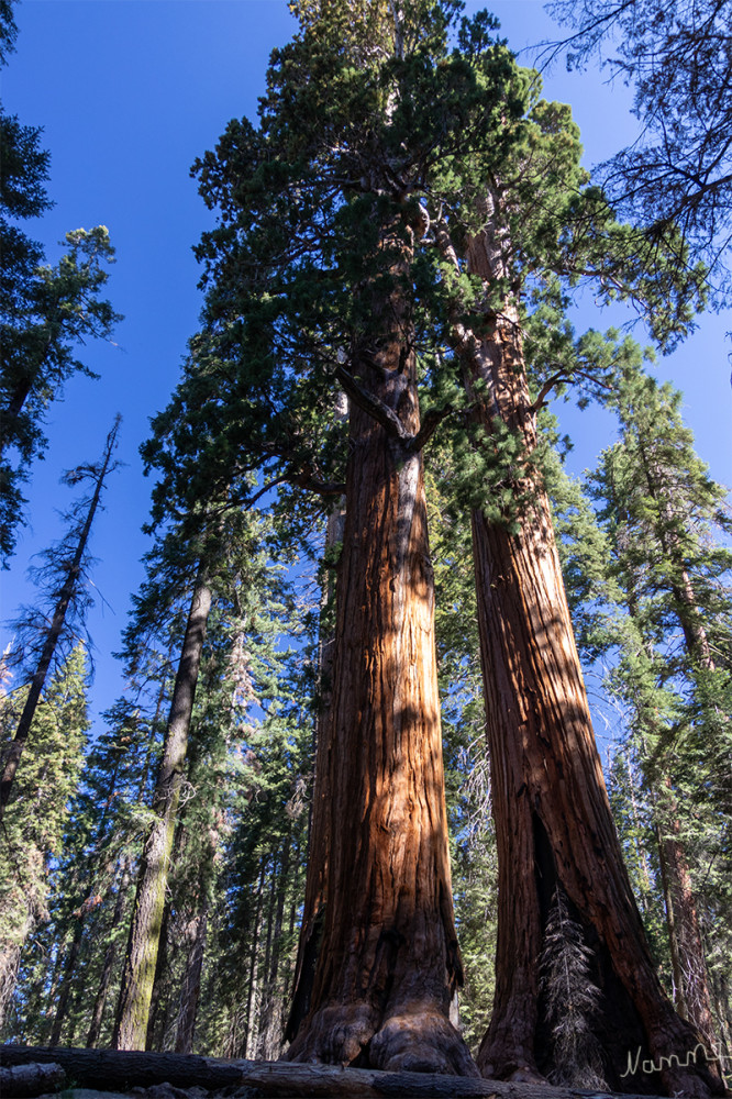 Sequoia NP
In Reich der ganz großen Bäumen 
Kalifornien 
Schlüsselwörter: 2025