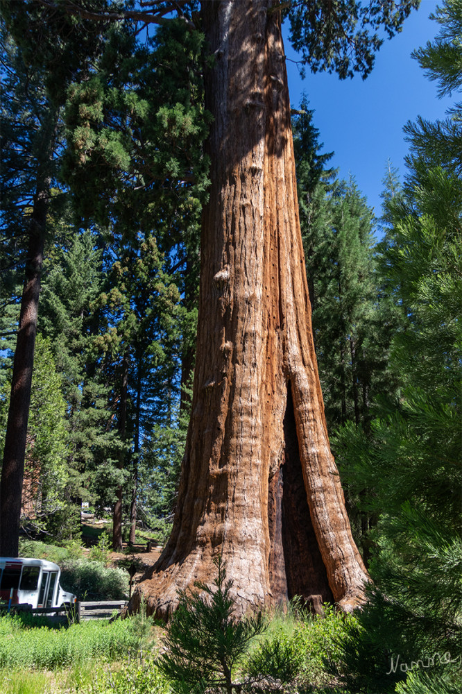 Sequoia NP
Man beachte die Größe des Shuttelbus zum Baum.
Kalifornien 
Schlüsselwörter: 2025