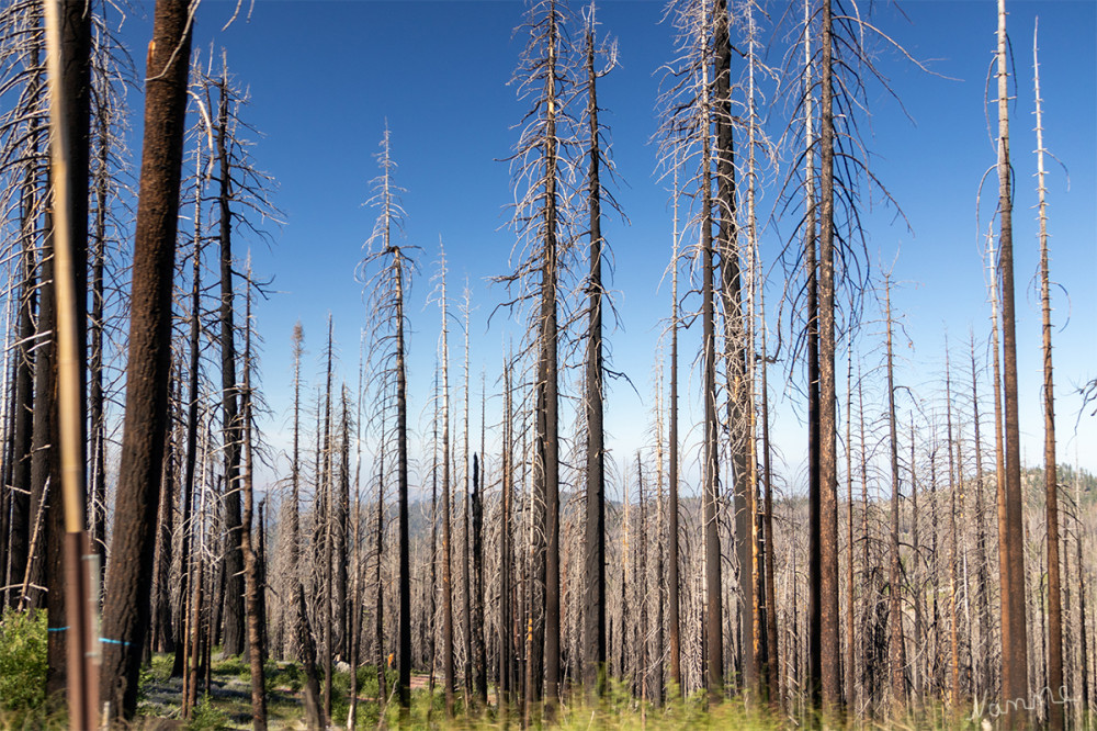 Sequoia NP
Die Brandspuren sind nicht zu übersehen 
Kalifornien 
Schlüsselwörter: 2025