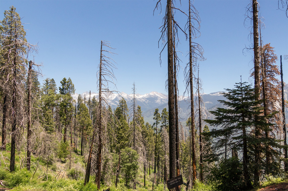 Sequoia NP
Schlüsselwörter: 2025