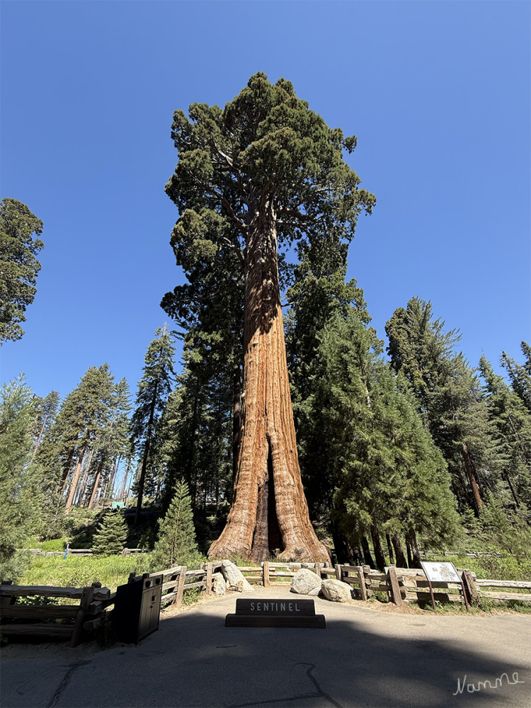 Sequoia NP
Schlüsselwörter: 2025
