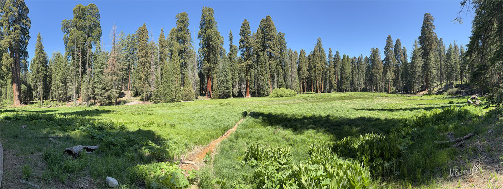 Sequoia NP
Kalifornien
Gigant Tree Trail
Schlüsselwörter: 2025