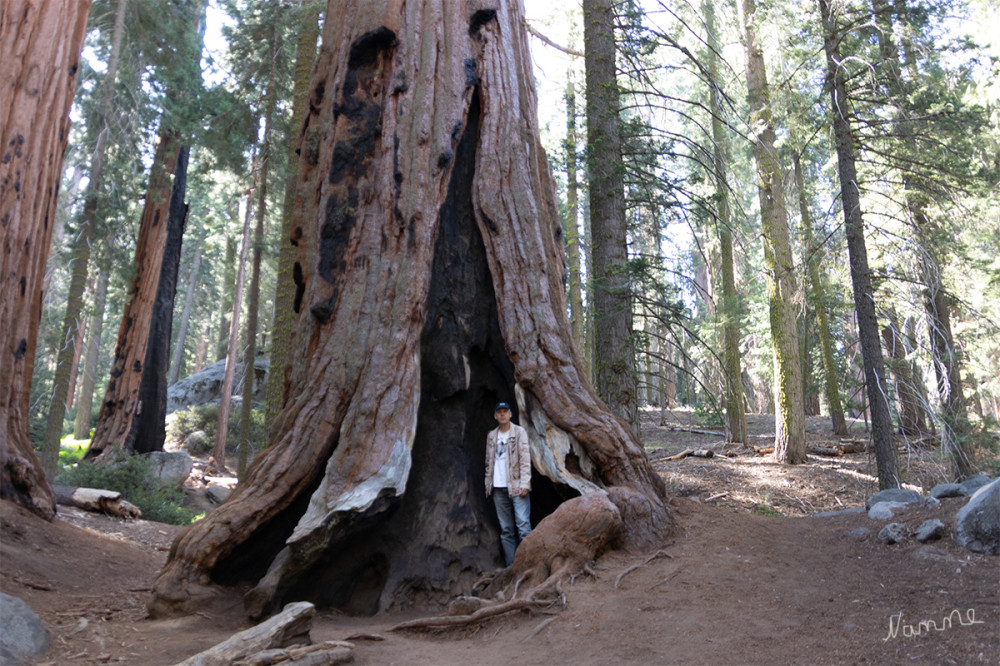 Sequoia NP
Die Wurzel eines Sequoias zur Größe eines Menschen 
Kalifornien 
Schlüsselwörter: 2025