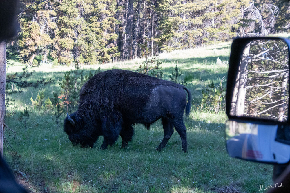 Yellowstone NP
So nach kamen einige Bisons bei der Ausfahrt 
Schlüsselwörter: 2025