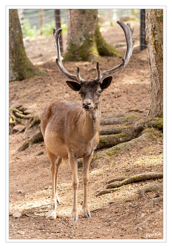 Damhirsch
 Erscheinungsbild:
Kräftiger, leicht überbauter Körper.
Haarkleid wird im Frühjahr und Herbst gewechselt. Sommerkleid: rostbraun mit schwarzem Aalstrich und weißen Flecken; Winterkleid: graubraun, Flecken sind jetzt kaum zu erkennen. In freier Wildbahn gibt es schwarze- und weißgefärbte Exemplare. laut greifvogelstation-hellenthal
Schlüsselwörter: Hellenthal; Eifel; Greifvogelwarte; Wildgehege