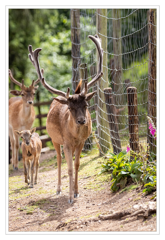 Damwild
Die Jungtiere kommen etwa ab Mitte Juni zur Welt und die Brunft findet Ende Oktober bis November statt. laut greifvogelstation-hellenthal
Schlüsselwörter: Hellenthal; Eifel; Greifvogelwarte; Wildgehege