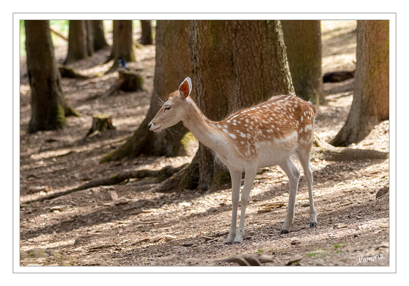 Damwild
Das Wildfreigehege Hellenthal bietet auf einer Grundfläche von über 64 Hektar Freiraum zu ausgedehnten Unternehmungen in der wunderschönen Eifellandschaft. Hier wurde der Lebensraum für viele verschiedene Wild- und Nutztierarten geschaffen. laut  greifvogelstation-hellenthal
Schlüsselwörter: Hellenthal; Eifel; Greifvogelwarte; Wildgehege