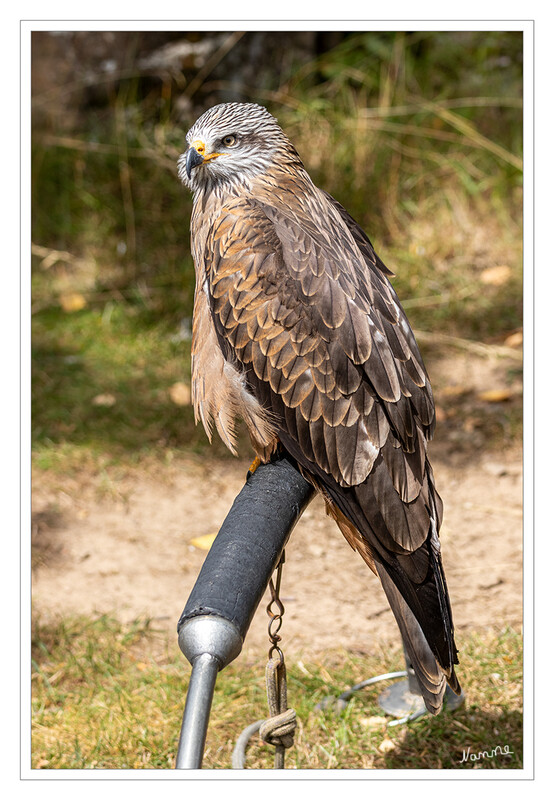 Ich passe auf
Die Greifvogelstation Hellenthal im Herzen der Eifel ist wohl eine der ältesten und größten Anlagen ihrer Art in Mitteleuropa. Vom faustgroßen Sperlingskauz bis zum riesigen Andenkondor mit drei Metern Flügelspannweite haben hier viele verschiedene Greifvogel- und Eulenarten ihr Zuhause. laut greifvogelstation-hellenthal
Schlüsselwörter: Hellenthal; Eifel; Greifvogelwarte; Wildgehege