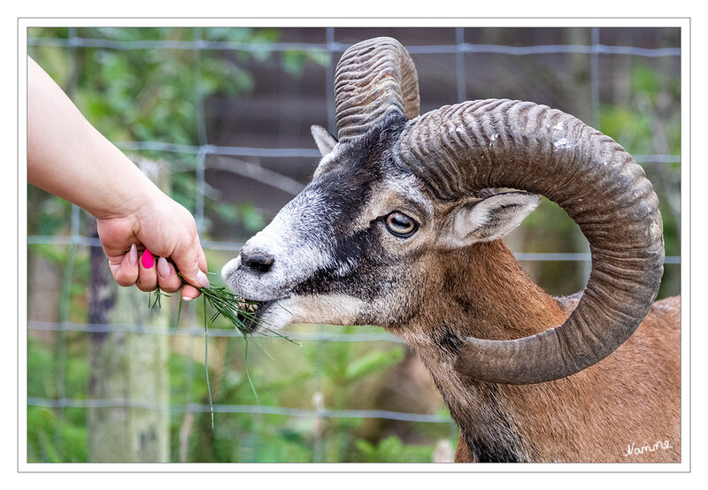 Vertrauensvoll
ist das Mufflon
Schlüsselwörter: Hellenthal; Eifel; Wildgehege; Greifvogelstation; Mufflon