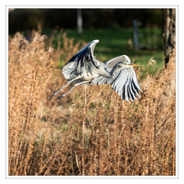 Auf zu neuen Ufern
Der Graureiher (Ardea cinerea), auch Fischreiher genannt, ist eine Vogelart aus der Ordnung Pelecaniformes. Er ist in Eurasien und Afrika weit verbreitet und häufig. Weltweit werden vier Unterarten unterschieden. laut Wikipedia
Schlüsselwörter: 2020;