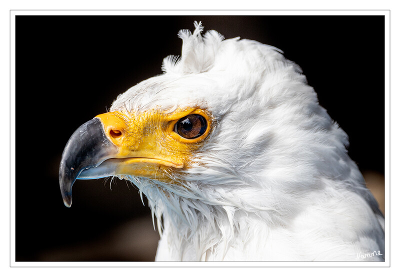 Schreiseeadler
Seine Stimme bzw. sein Ruf sind auffallend hell. Dieser Umstand hat ihm auch seinen Namen eingebracht. Aufgrund dieser Stimme wird er auch die "Stimme Afrikas" genannt. Er ist übrigens der Wappenvogel Sambias. In freier Natur ist der Schreiseeadler noch sehr häufig und somit noch nicht bedroht. laut Wikipedia
Schlüsselwörter: Hellenthal; Eifel; Wildgehege; Greifvogelstation