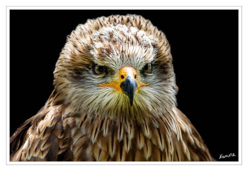 Schwarzmilan
Schau mir in die Augen
Schlüsselwörter: Hellenthal; Eifel; Wildgehege; Greifvogelstation