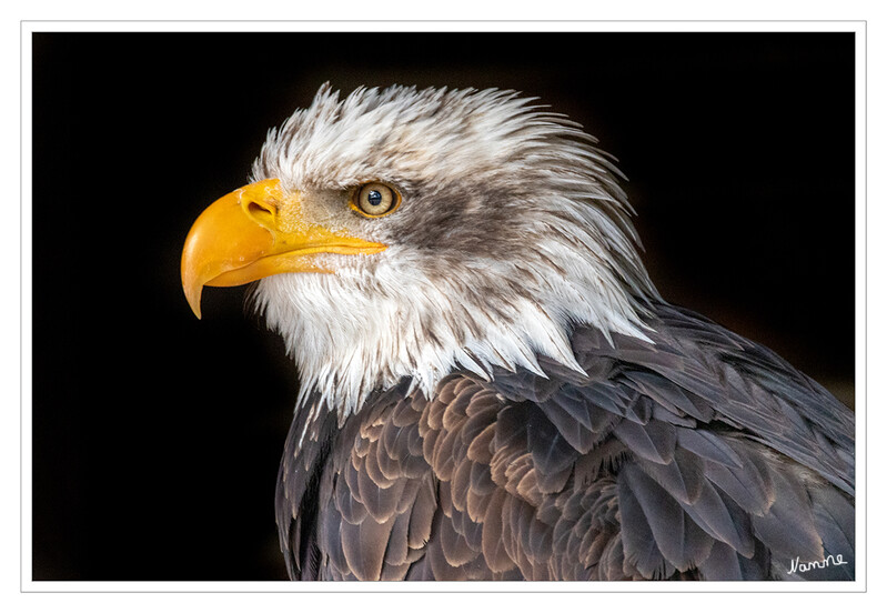 31 - Was guckt Du?
Der Weißkopf-Seeadler, hier ein Jungvogel, ist strengstens geschützt. Er ist in der Nähe großer Flüsse und Seen sowie an der Küste anzutreffen. Die Nahrung besteht überwiegend aus Fischen, er verzehrt aber auch Kleinsäuger, Vögel und Aas.
2020
Schlüsselwörter: Hellenthal; Eifel; Wildgehege; Greifvogelstation