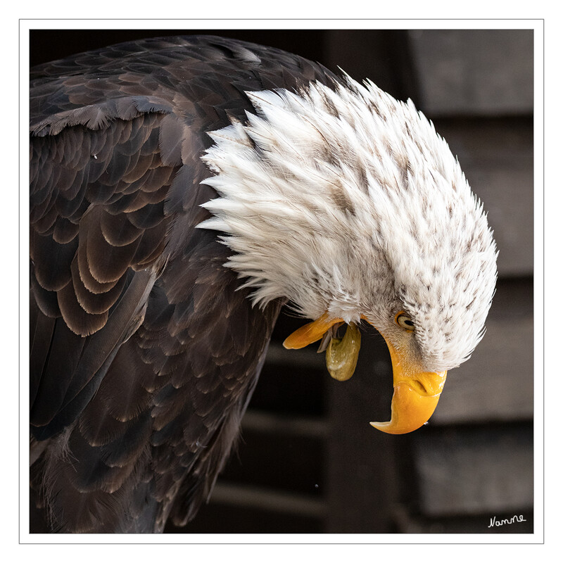 Weißkopfseeadler
Gleich muss ich brechen....
Schlüsselwörter: Hellenthal; Eifel; Wildgehege; Greifvogelstation