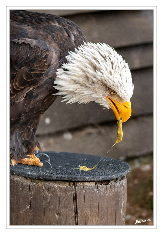 Weißkopfseeadler
Weißkopfseeadler sind nach dem Kalifornischen Kondor die größten Greifvögel Nordamerikas. Ihre Körperlänge beträgt 70–90 cm, die Flügelspannweite 1,80–2,50 m und das Gewicht 2,5–6,3 kg. Proportionen und Gefiederfärbung ähneln sehr dem Seeadler, die Färbung des Weißkopfseeadlers ist jedoch deutlich kontrastreicher. laut Wikipedia
Schlüsselwörter: Hellenthal; Eifel; Wildgehege; Greifvogelstation