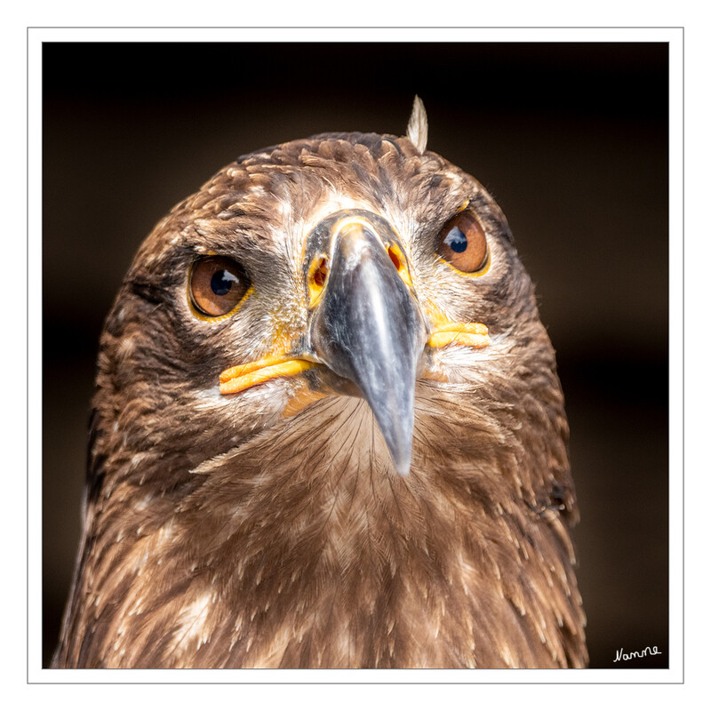 Was guckt Du?
Die Greifvogelstation Hellenthal im Herzen der Eifel ist wohl eine der ältesten und größten Anlagen ihrer Art in Mitteleuropa. Vom faustgroßen Sperlingskauz bis zum riesigen Andenkondor mit drei Metern Flügelspannweite haben hier viele verschiedene Greifvogel- und Eulenarten ihr Zuhause. laut greifvogelstation-hellenthal
Schlüsselwörter: Hellenthal; Eifel; Wildgehege; Greifvogelstation