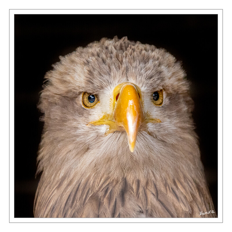 Weißkopfseeadler
Weißkopfseeadler haben eine Jahresbrut von März bis Juni, je nach ihrem Standort (USA,Kanada,Alaska). Sie legt meistens zwei Eier. Das Brutgeschäft teilen sich Männchen und Weibchen. Die Brutdauer beträgt 36-38 Tage und dann folgt eine Nestlingszeit von ca. 80 Tagen. In der Zeit werden die jungen Weißkopfseeadler von beiden Eltern mit Nahrung versorgt.
laut brodowski-fotografie
Schlüsselwörter: Hellenthal; Eifel; Wildgehege; Greifvogelstation