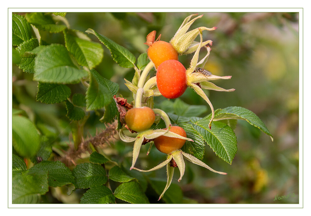 Es wird herbstlich
Als Hagebutten bezeichnet man die ungiftigen Sammelnussfrüchte verschiedener Rosenarten, besonders der Hunds-Rose. Als Hagebutten werden landläufig auch die Wildrosen oder Heckenrosen selbst bezeichnet, an denen die Früchte wachsen. laut Wikipedia
