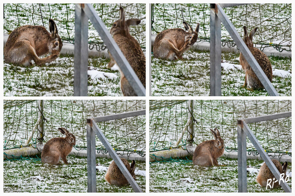 Zwei vereint
Der Hase stammt ursprünglich aus der Steppenlandschaft u. lebt heute in unserer Kulturlandschaft. Paarung: von Dezember/Januar (jagdverband)
Schlüsselwörter: 2024