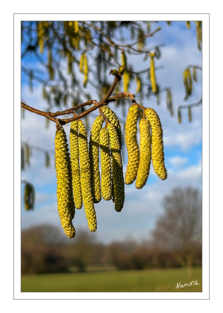 Haselnussblüten
Normalerweise blüht die Haselnuss im Februar. Verläuft der Winter sehr mild, beginnt die Blütezeit in manchen Regionen schon im Dezember. Bis spätestens März dauert die Blüte an. Das zweihäusige Gewächs besitzt männliche und weibliche Blüten, die sich stark voneinander unterscheiden. Während die männlichen Blüten kaum zu übersehen sind, zeigen sich die weiblichen Blüten unscheinbar und sind erst beim näheren Hinschauen erkennbar. lt. t-online
Schlüsselwörter: 2026