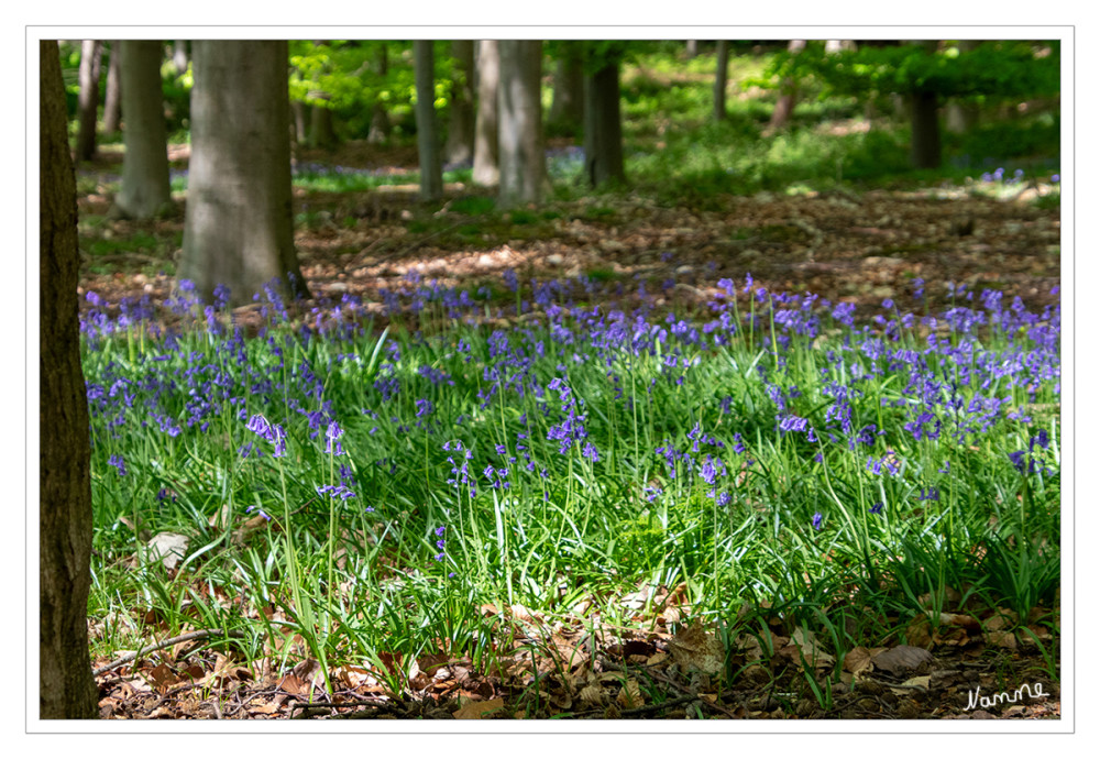 Hasenglööckchen
Hasenglöckchen (Hyacinthoides) sind äußerst robuste und pflegeleichte Pflanzen. Die Blütenfarbe ist meist blau-violett, wobei es aber auch weiße und rosa Varianten geben kann. lt. der-blumenzwiebelversand
Schlüsselwörter: 2025
