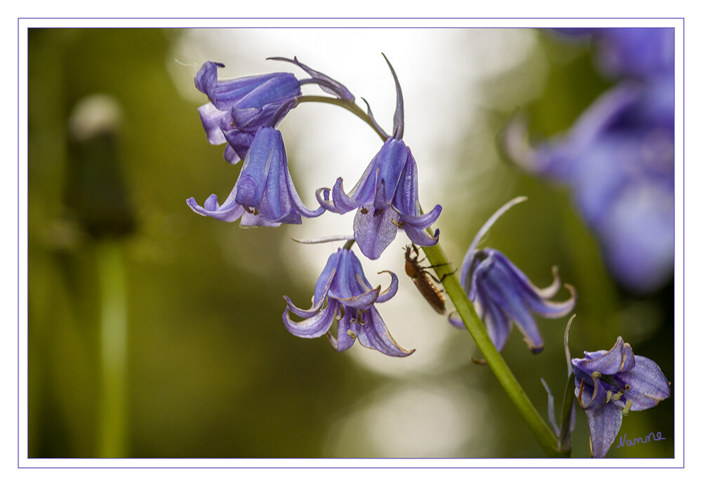 Hasenglöckchen
Die Hasenglöckchen (Hyacinthoides) sind eine Pflanzengattung innerhalb der Familie Spargelgewächse (Asparagaceae). Der botanische Gattungsname Hyacinthoides ist aus dem Gattungsnamen Hyacinthus und dem griechischen oides für ähnlich hergeleitet. Heimatgebiete der Arten liegen im westlichen Europa und im nordwestlichen Afrika. laut Wikipedia
Schlüsselwörter: Hasenglöckchen