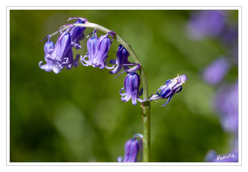 Hasenglööckchen
Die Blüten der Hyacinthoides verströmen einen leichten Duft. Die Blütezeit des Hasenglöckchens liegt zwischen Mai und Juni. Mit seinem Duft und der leuchtenden Blütenfarbe zieht es Bienen und andere Insekten an, die sich an seinem Nektar laben. lt. der-blumenzwiebelversand
Schlüsselwörter: 2025