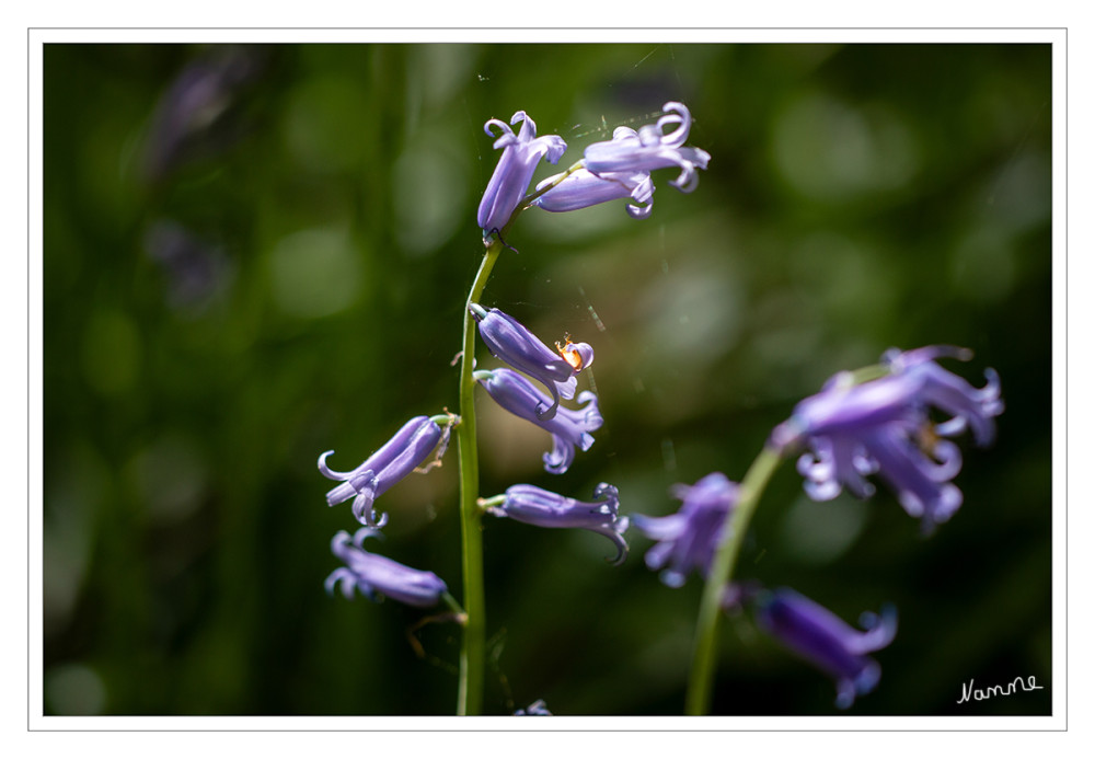 Hasenglöckchen
sind eine Pflanzengattung innerhalb der Familie Spargelgewächse. Der botanische Gattungsname Hyacinthoides ist aus dem Gattungsnamen Hyacinthus und dem griechischen oides für ähnlich hergeleitet. Heimatgebiete der Arten liegen im westlichen Europa und im nordwestlichen Afrika. lt.Wikipedia 
Schlüsselwörter: 2025