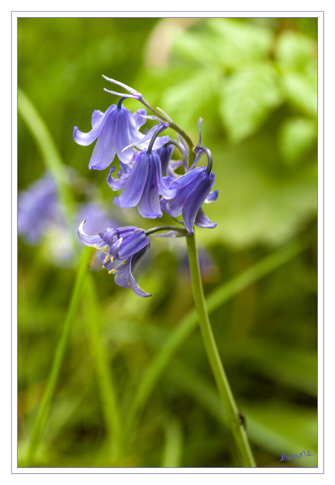 Hasenglöckchen
Auf einem Blütenstandsstängel stehen in einem endständigen, traubige Blütenstand viele Blüten zusammen mit zwei Tragblättern je Blüte. Die zwittrigen Blüten sind dreizählig. Die sechs gleichgeformten Blütenhüllblätter sind nur kurz an ihrer Basis röhrig verwachsen. Sie sind 1,5 bis 2 cm lang und weiß über rosa bis blau. laut Wikipedia
Schlüsselwörter: Hasenglöckchen