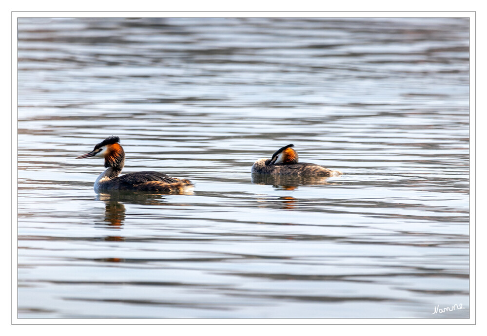 Entspannt
Der Haubentaucher (Podiceps cristatus) ist eine Vogelart aus der Familie der Lappentaucher (Podicipedidae). Der etwa stockentengroße[1] Vogel ist der größte, häufigste und bekannteste Vertreter dieser Familie von Wasservögeln. Er brütet auf Süßwasserseen und größeren Teichen mit röhrichtbewachsenen Ufern. laut Wikipedia
Schlüsselwörter: Haubentaucher