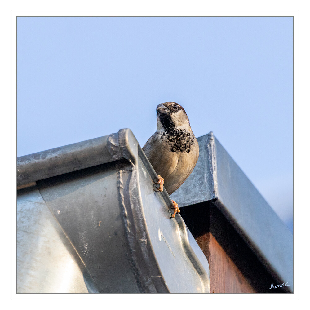 Der Spatz vom Dach
Der Haussperling – auch Spatz oder Hausspatz genannt – ist eine Vogelart aus der Familie der Sperlinge und einer der bekanntesten und am weitesten verbreiteten Singvögel. laut Wikipedia
Schlüsselwörter: Haussperling; Spatz