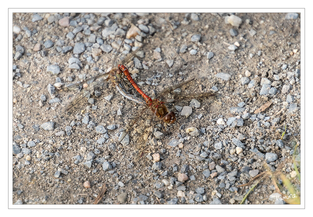 Heidelibellen bei der Paarung
Die Gemeine Heidelibelle ist in den Monaten Juli bis November an stehenden Gewässern aller Art anzutreffen, darunter auch Kleingewässer und Gartenteiche. Die Männchen sitzen häufig etwas abseits des Gewässers. Die Paarung findet meist sitzend in Ufernähe statt. Die Tiere können dabei auch fliegen. laut Wikipedia
Schlüsselwörter: Libelle