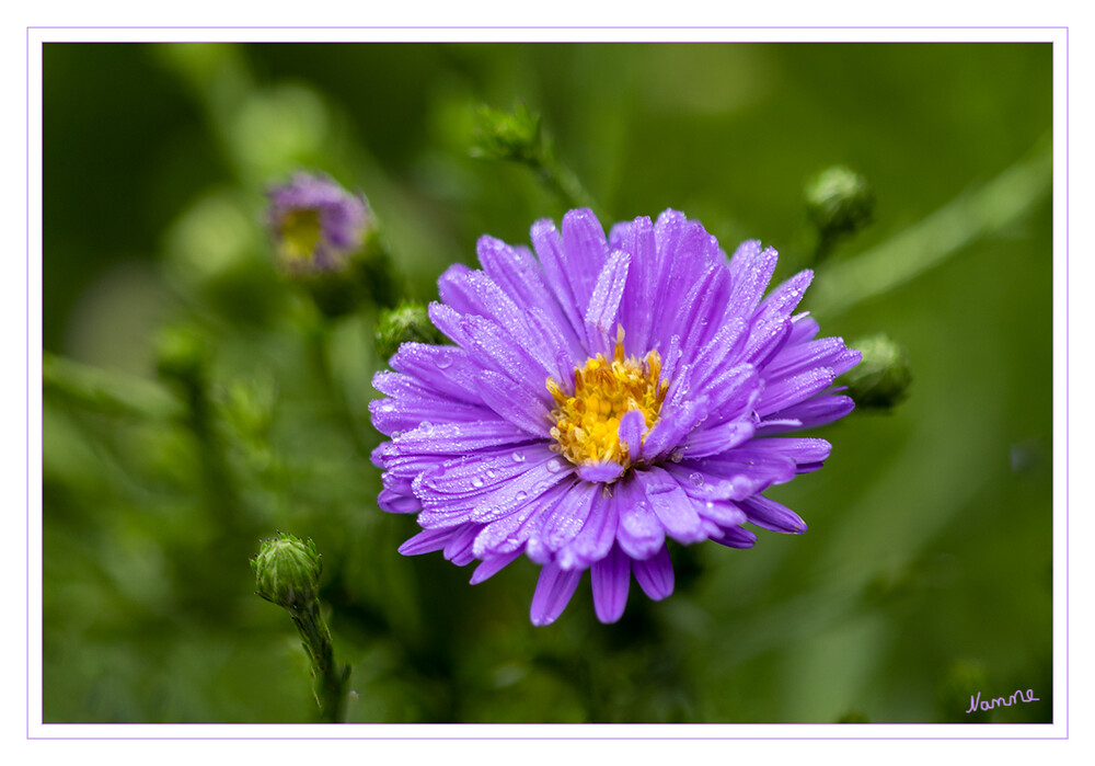 Herbstaster
Endlich kam der Regen
Schlüsselwörter: Aster; Herbst