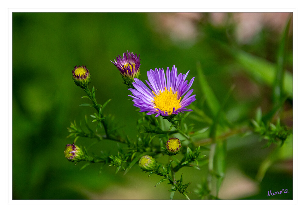 Die Herbstastern legen los
Die Blütezeit der Herbstastern beginnt im September und reicht bis weit in den Oktober hinein. Es gibt sowohl Sorten mit einfachen Zungenblütenblättern als auch solche mit einer Vielzahl Blütenblätter, welche die Blüte dann insgesamt gefüllt wirkend lassen.
