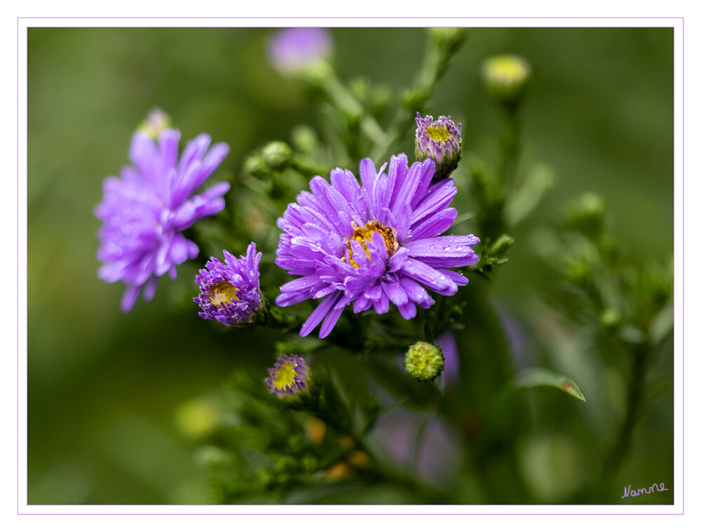 36 - Es wird herbstlich
2022
Schlüsselwörter: Aster; Herbst