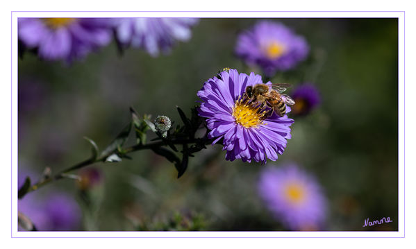 Honigbiene
auf Herbstaster
Schlüsselwörter: Biene, Honigbiene, Herbstaster