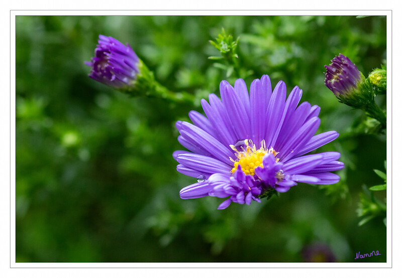 40 - Es wird herbstlich
Die Aster ist eine sehr vielseitige Gartenschönheit.Im Volksmund wird die ausdauernde und winterharte Staude gerne Herbstaster genannt. laut gartenratgeber.net
2020
Schlüsselwörter: Herbstaster; Aster