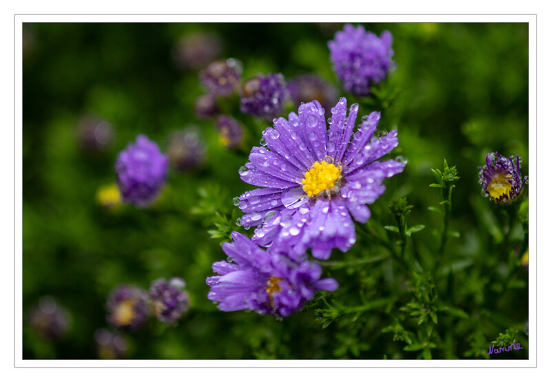 Es wird herbstlich
Die körbchenförmigen Blütenstände der Aster können einzeln oder zu mehreren an einem Stängel stehen. Die Blütenkörbchen enthalten einen einreihigen (selten zweireihigen) Kranz aus meist 14 bis 55 (selten 100 bis 150) Zungenblüten (auch Strahlenblüten genannt) und dem Zentrum aus 20 bis über 100 meist gelben Röhrenblüten (auch Scheibenblüten genannt). laut Wikipedia
Schlüsselwörter: Herbstaster; Aster