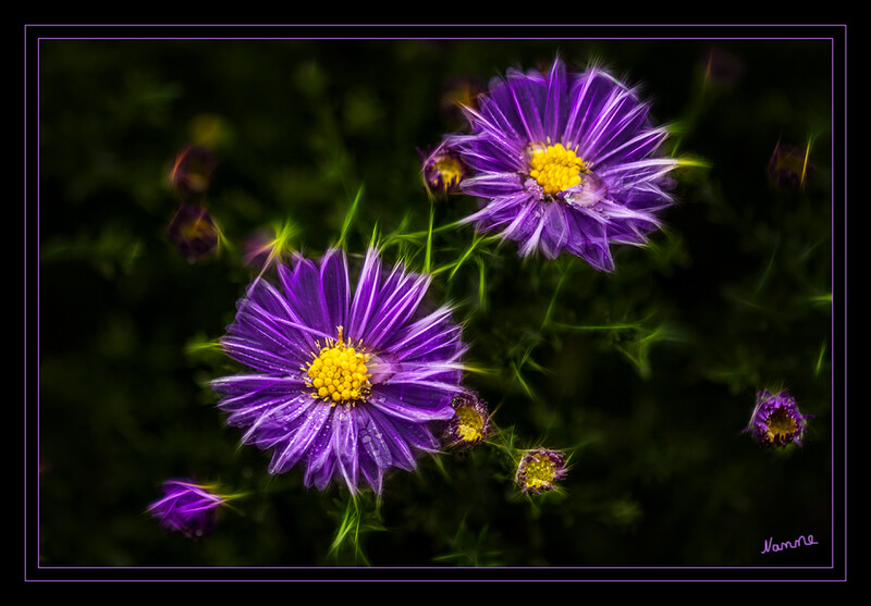 Herbstastern
mit Filtern bearbeitet
Schlüsselwörter: Blume; Aster