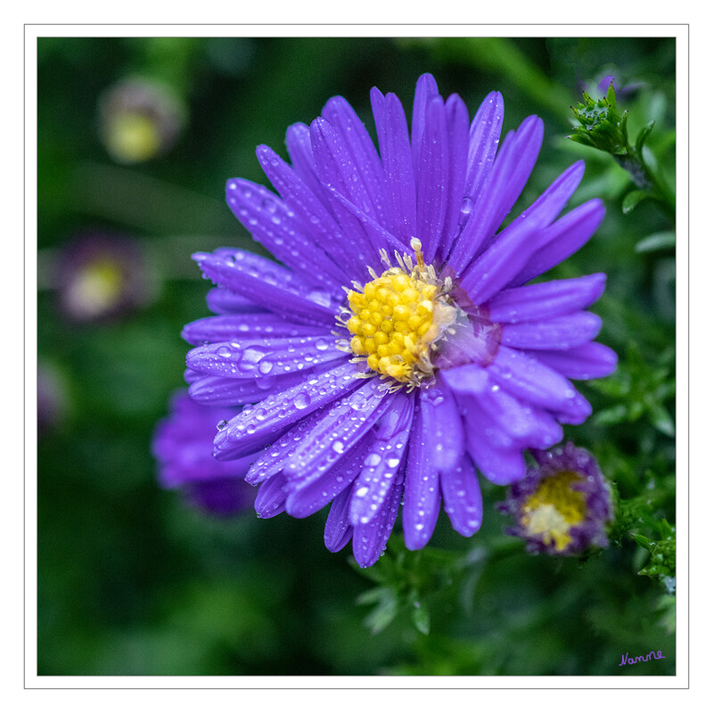 Es wird herbstlich
Die Astern (Aster) sind eine Pflanzengattung innerhalb der Familie der Korbblütler (Asteraceae). Die etwa 152 Arten der Gattung Aster s. str. sind in Eurasien weitverbreitet. laut Wikipedia
Schlüsselwörter: Herbstaster