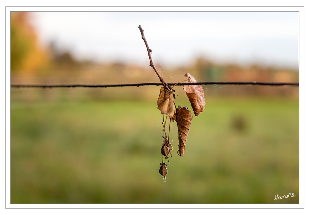 Hängenbeblieben
Schlüsselwörter: Blatt