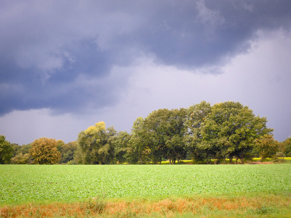 Herbstlich „Regenfront“
Perla
Schlüsselwörter: 2021