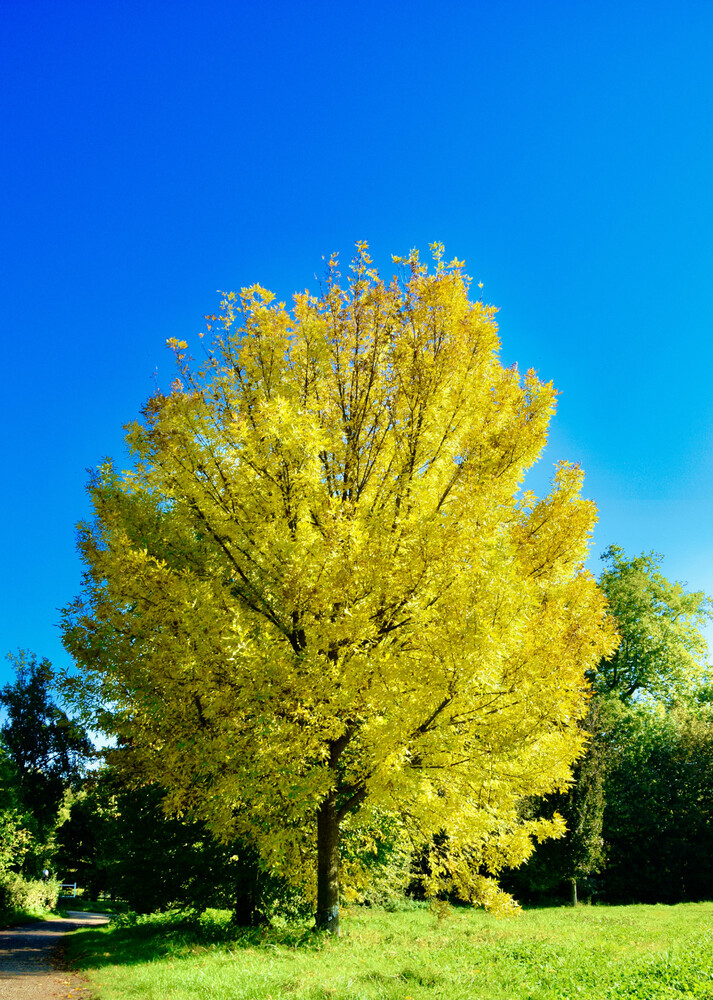 Herbstlich "Goldener Oktober"
Janine
Schlüsselwörter: 2021