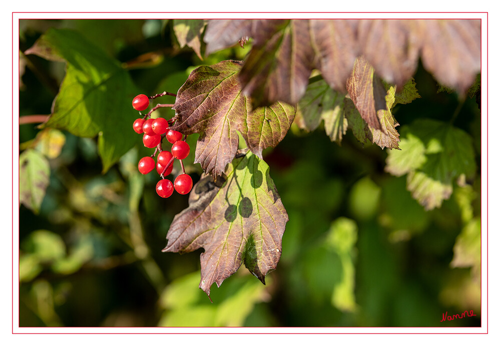 Es wird herbstlich
Schlüsselwörter: rote Beeren, Herbst