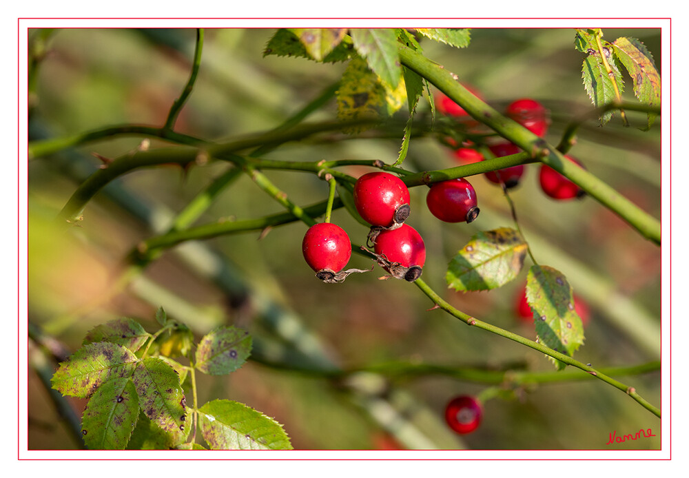 Hagebutten
Als Hagebutten bezeichnet man die ungiftigen Sammelnussfrüchte verschiedener Rosenarten, besonders der Hunds-Rose. Als Hagebutten werden landläufig auch die Wildrosen oder Heckenrosen selbst bezeichnet, an denen die Früchte wachsen. laut Wikipedia
